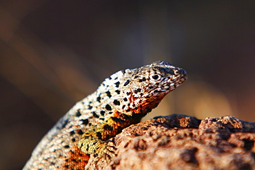 Lava lizard (Microlophus spp) in the Galapagos Island Archipeligo. Many of the islands have their own endemic species.