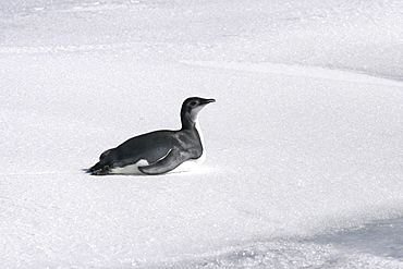 Juvenile Emperor penguin (Aptenodytes forsteri) from a recently discovered colony on Snowy Hill in the Weddell Sea. This may be the northernmost Emperor penguin colony in Antarctica.