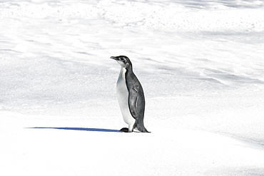 Emperor penguin (Aptenodytes forsteri) from a recently discovered colony on Snowy Hill in the Weddell Sea. This may be the northernmost Emperor penguin colony in Antarctica.