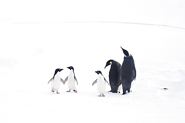 Adult emperor penguin pair (Aptenodytes forsteri) resting on ice floe with three Adelie penguins (Pygoscelis adeliae), Antarctica