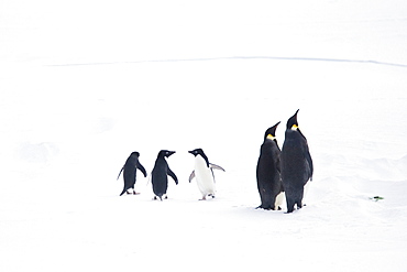 Adult emperor penguin pair (Aptenodytes forsteri) resting on ice floe with three Adelie penguins (Pygoscelis adeliae), Antarctica