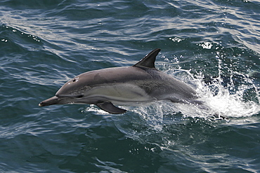 Long-beaked Common Dolphin (Delphinus capensis) leaping in the Gulf of California (Sea of Cortez), Mexico.
