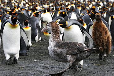 King Penguin colony (Aptenodytes patagonicus) guarding against a Southern Giant Petrel (Macronectes gigantes) on South Georgia Island, southern Atlantic Ocean.