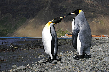 King Penguin (Aptenodytes patagonicus) pair on the beach at Stromness Whaling Station on South Georgia Island, southern Atlantic Ocean.