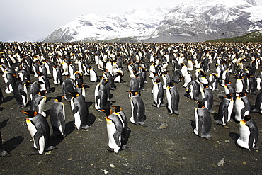 King Penguins (Aptenodytes patagonicus) nesting by the thousands on South Georgia Island, southern Atlantic Ocean.