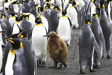 King Penguins (Aptenodytes patagonicus) with chick "okum boy" on South Georgia Island, southern Atlantic Ocean.