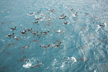 Adult king penguins (Aptenodytes patagonicus) swimming in the clear waters of Right Whale Bay on South Georgia Island, South Atlantic Ocean.