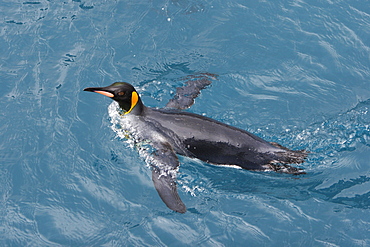 Adult king penguins (Aptenodytes patagonicus) swimming in the clear waters of Right Whale Bay on South Georgia Island, South Atlantic Ocean.