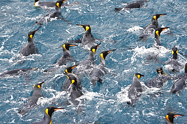 Adult king penguins (Aptenodytes patagonicus) swimming in the clear waters of Right Whale Bay on South Georgia Island, South Atlantic Ocean.