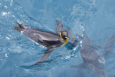 Adult king penguins (Aptenodytes patagonicus) swimming in the clear waters of Right Whale Bay on South Georgia Island, South Atlantic Ocean.