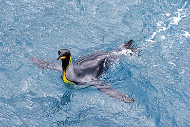 Adult king penguins (Aptenodytes patagonicus) swimming in the clear waters of Right Whale Bay on South Georgia Island, South Atlantic Ocean.