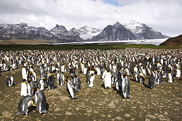 King penguin (Aptenodytes patagonicus) colony of nesting animals  numbering between 70,000 and 100,000 nesting pairs on Salisbury Plain on South Georgia Island, South Atlantic Ocean.