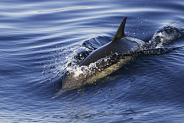 Long-beaked Common Dolphin (Delphinus capensis) surfacing in the Gulf of California (Sea of Cortez), Mexico.