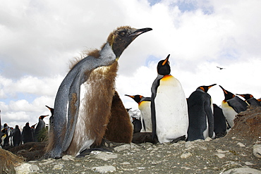 Young king penguin (Aptenodytes patagonicus) molting near colony of nesting animals on Salisbury Plain on South Georgia Island