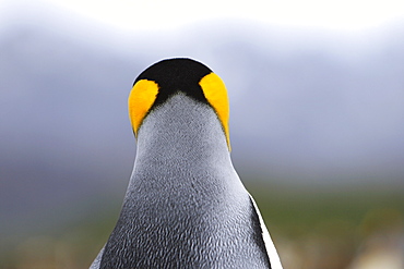 King penguin (Aptenodytes patagonicus) (head detail) colony of nesting animals  numbering between 70,000 and 100,000 nesting pairs on Salisbury Plain on South Georgia Island, South Atlantic Ocean.