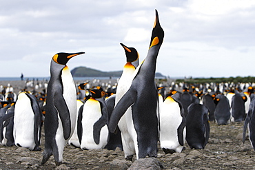 King penguin (Aptenodytes patagonicus) colony of nesting animals  numbering between 70,000 and 100,000 nesting pairs on Salisbury Plain on South Georgia Island, South Atlantic Ocean.