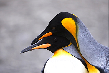 King penguin (Aptenodytes patagonicus) pair courtship in colony of nesting animals  numbering between 70,000 and 100,000 nesting pairs on Salisbury Plain on South Georgia Island, South Atlantic Ocean.