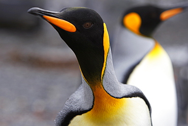 Curious King penguin (Aptenodytes patagonicus) approaches the camera on the beach at Prion Island in the Bay of Isles on South Georgia Island, South Atlantic Ocean.