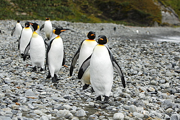 King penguins (Aptenodytes patagonicus)  walking on the beach near colony of nesting animals  numbering about 7,000 nesting pairs at Fortuna Bay on South Georgia Island, South Atlantic Ocean.