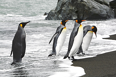 King penguins (Aptenodytes patagonicus) returning from feeding at the colony on Fortuna Bay, South Georgia Island. South Atlantic Ocean.near colony of nesting animals