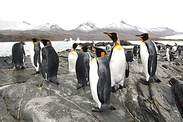 King penguin (Aptenodytes patagonicus) colony of nesting animals  numbering around 7,000 nesting pairs in Fortuna Bay on South Georgia Island, South Atlantic Ocean.