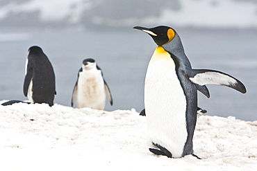 Lone adult king penguin (Aptenodytes patagonicus) among colonies of both gentoo and chinstrap penguins on Barrentos Island, Aitcho Island Group, South Shetland Islands, Antarctica