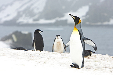 Lone adult king penguin (Aptenodytes patagonicus) among colonies of both gentoo and chinstrap penguins on Barrentos Island, Aitcho Island Group, South Shetland Islands, Antarctica