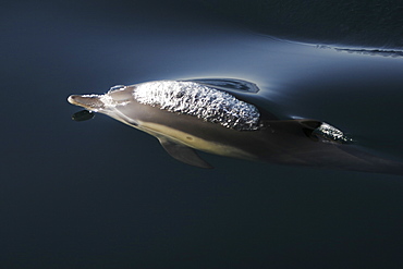 Long-beaked Common Dolphin (Delphinus capensis) surfacing (note the blow behind head) in the Gulf of California (Sea of Cortez), Mexico.