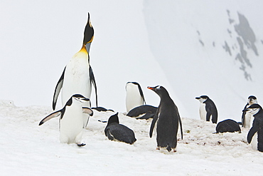 Lone adult king penguin (Aptenodytes patagonicus) among colonies of both gentoo and chinstrap penguins on Barrentos Island, Aitcho Island Group, South Shetland Islands, Antarctica