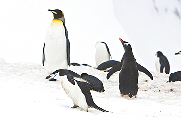 Lone adult king penguin (Aptenodytes patagonicus) among colonies of both gentoo and chinstrap penguins on Barrentos Island, Aitcho Island Group, South Shetland Islands, Antarctica