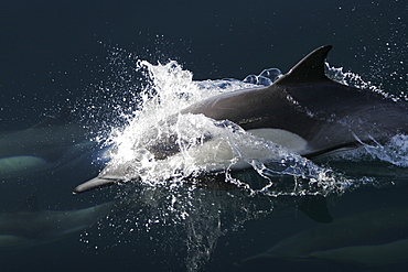 Long-beaked Common Dolphin (Delphinus capensis) surfacing in the Gulf of California (Sea of Cortez), Mexico.