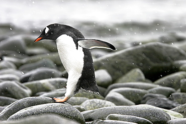 Adult Gentoo Penguin (Pygoscelis papua) leaping from rock to rock on the beach in Antarctica.