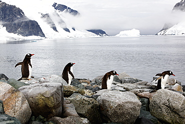 Four adult Gentoo Penguins (Pygoscelis papua) walking in formation to the sea on the Antarctic Peninsula.