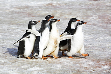 Gentoo Penguin (Pygoscelis papua) creche (protective group of chicks while parents are at sea feeding) walking in formation  on the Antarctic Peninsula.