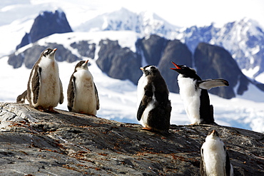 Gentoo Penguin (Pygoscelis papua) creche (protective group of chicks while parents are at sea feeding) on the Antarctic Peninsula.