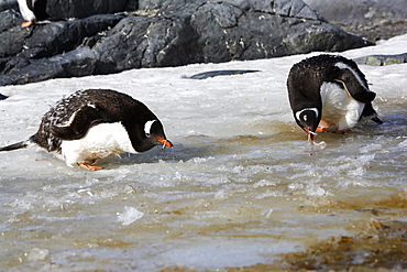 Adult Gentoo Penguins (Pygoscelis papua)drinking fresh water from ice runoff in Antarctica.