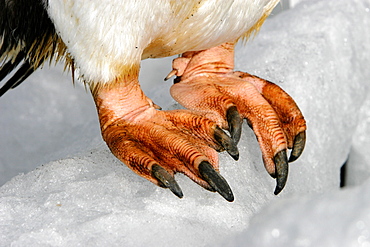 Gentoo Penguin (Pygoscelis papua) close-up of feet on ice in Antarctica.