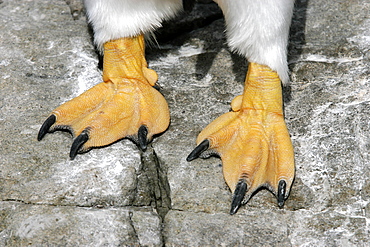 Gentoo Penguin (Pygoscelis papua) close-up of feet in the Falkland Islands, south Atlantic Ocean.