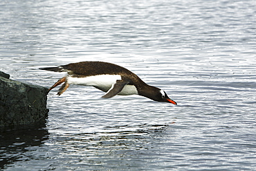 An adult gentoo penguin (Pygoscelis papua) returning to the ocean to feed on a rocky beach in Antarctica.