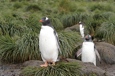 Gentoo penguins (Pygoscelis papua) on the beach in tussock grass at Prion Island in the Bay of Isles on South Georgia Island, South Atlantic Ocean.