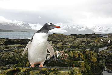 Gentoo penguin (Pygoscelis papua) on the beach at Prion Island in the Bay of Isles on South Georgia Island, South Atlantic Ocean.