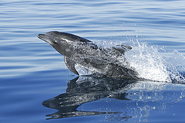 Adult Bottlenose Dolphin (Tursiops truncatus gilli) leaping in the upper Gulf of California (Sea of Cortez), Mexico.