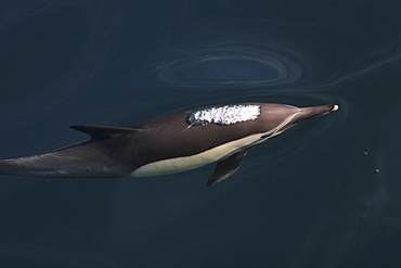 Long-beaked Common Dolphin (Delphinus capensis) surfacing (note the blow behind head) in the Gulf of California (Sea of Cortez), Mexico.