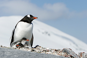 Gentoo penguin (Pygoscelis papua) parent with two downy chicks on Pleneau Island, near the Antarctic Peninsula.