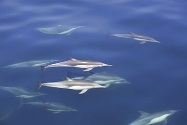 Long-beaked common dolphin (Delphinus capensis) pod in the calm waters off Isla del Carmen in the Gulf of California (Sea of Cortez), Baja California Sur, Mexico.