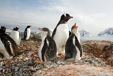 Gentoo penguin (Pygoscelis papua) parent with downy chicks on Petermann Island, near the Antarctic Peninsula.