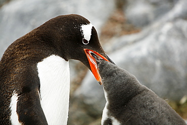 Gentoo penguin (Pygoscelis papua) parent feeding downy chick on Jougla Point, Wiencke Island, near the Antarctic Peninsula.