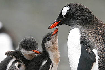 Gentoo penguin (Pygoscelis papua) parent feeding chicks on Petermann Island near the Antarctic Peninsula.