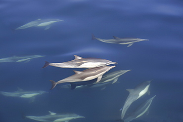 Long-beaked common dolphin (Delphinus capensis) pair surfacing in the calm waters off Isla del Carmen in the Gulf of California (Sea of Cortez), Baja California Sur, Mexico.