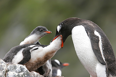 Gentoo penguin (Pygoscelis papua) parent feeding chick on Petermann Island near the Antarctic Peninsula.